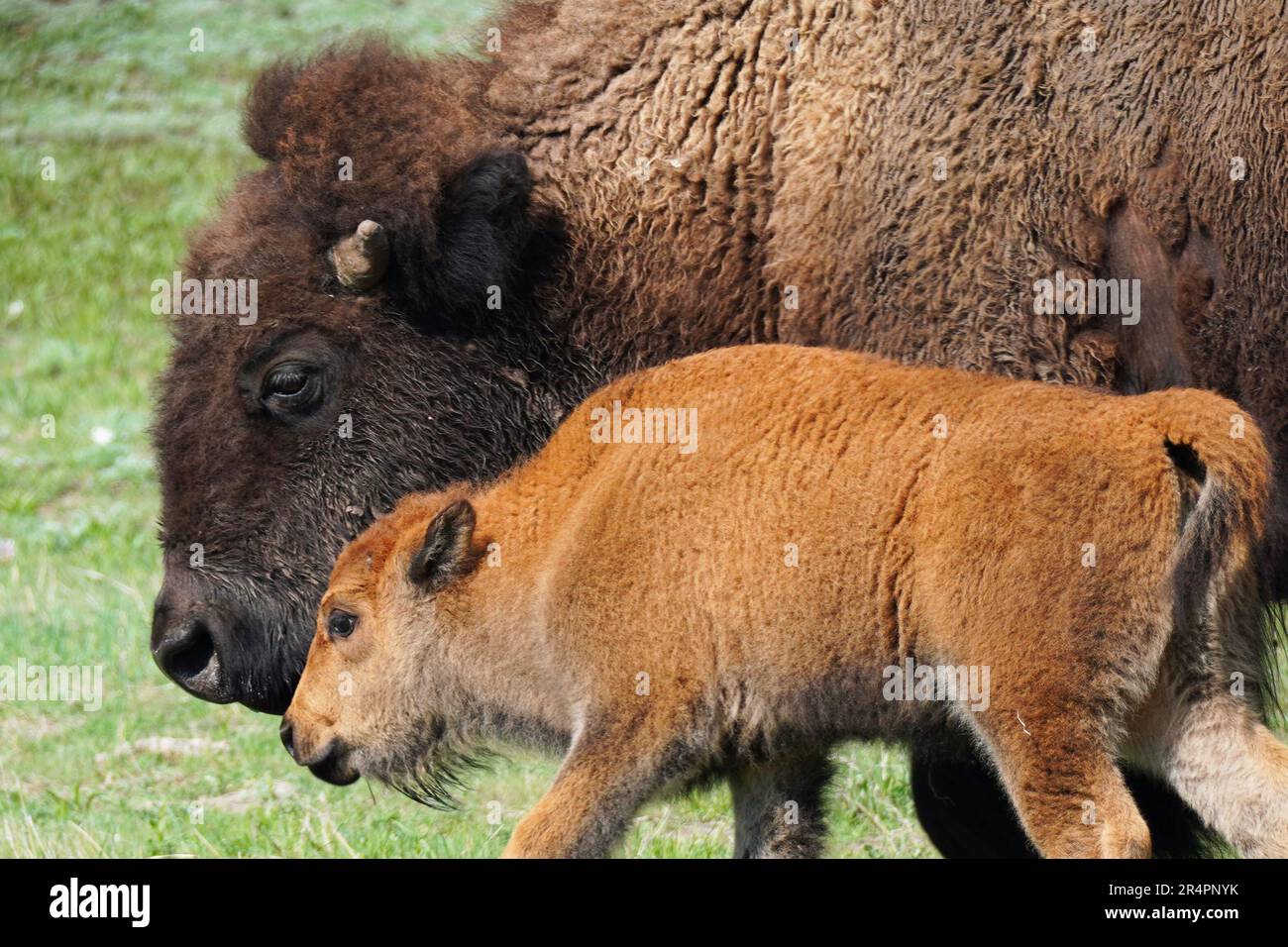 Mère bison avec son veau brun rougeâtre, affectueusement connu comme chien rouge, comme on l'a vu dans le parc national de Yellowstone dans le Wyoming Banque D'Images