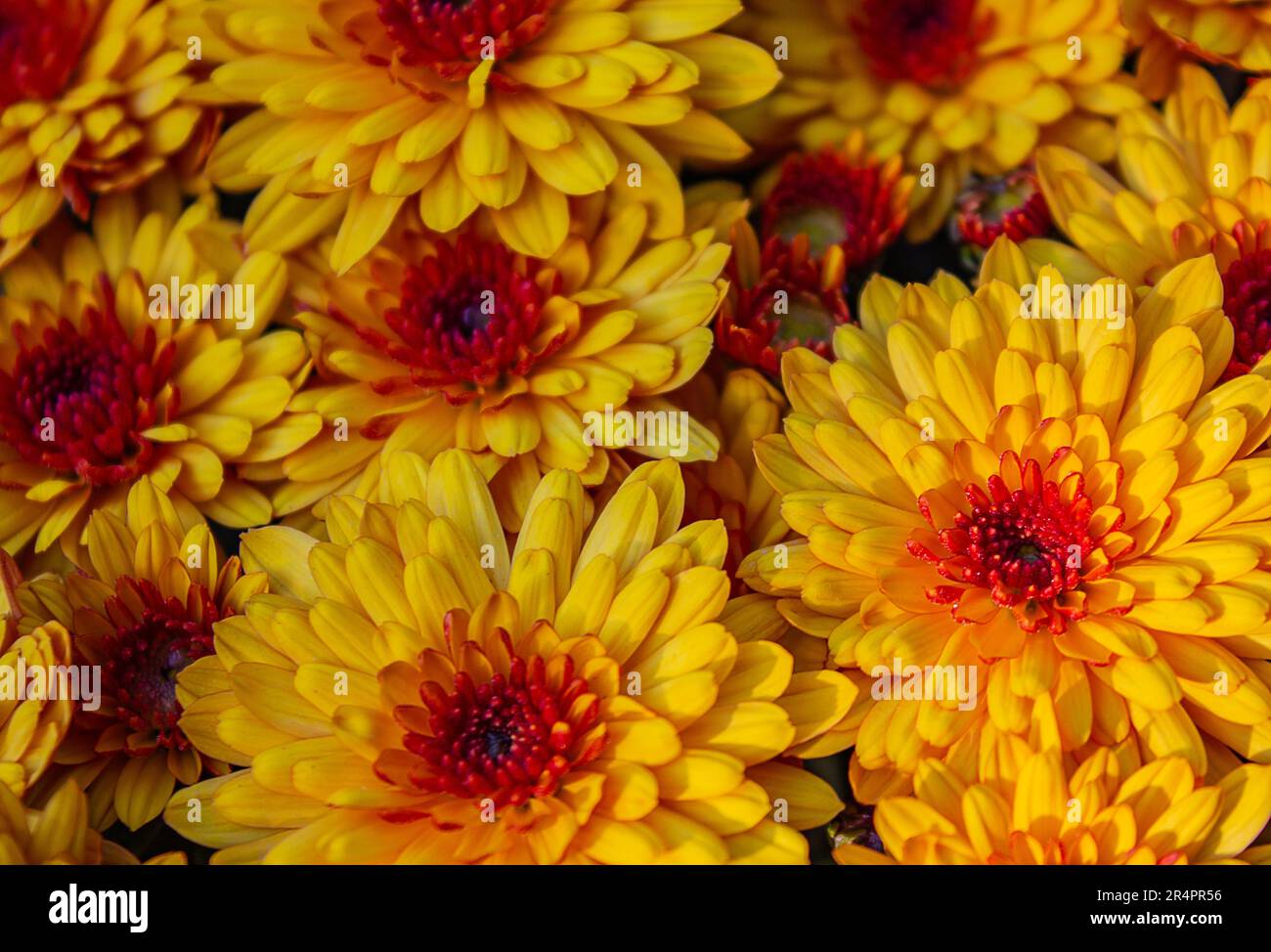 Chrysanthèmes d'orange doré en fleur glorieuse. Immortalisés lors d'un petit matin d'automne ensoleillé. Banque D'Images