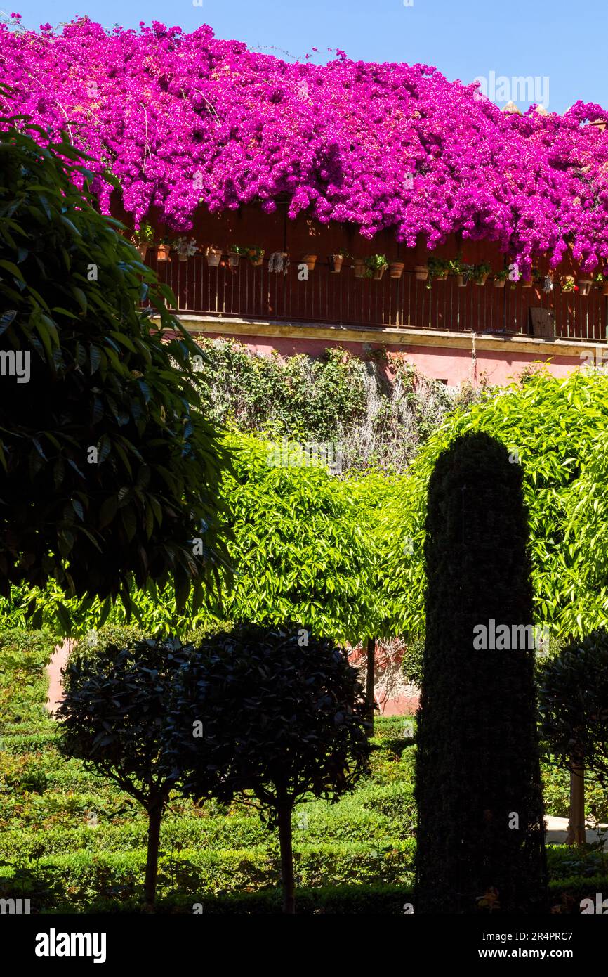 Espagne, Séville, Andalousie, une Casa de Pilatos (maison de Pilate), jardin avec différentes formes de caoutchouc, bougainvilliers en fleur. Banque D'Images