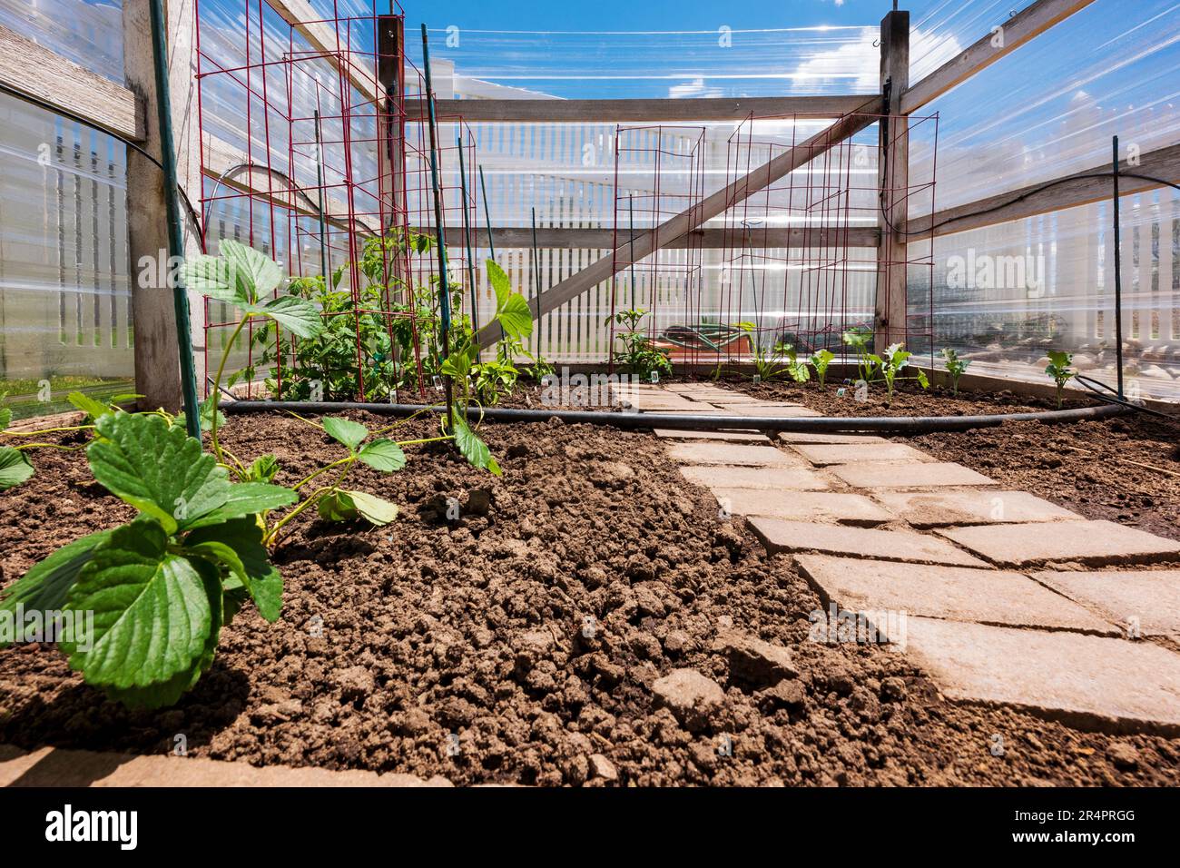 Jardin potager résidentiel fraîchement planté. Banque D'Images