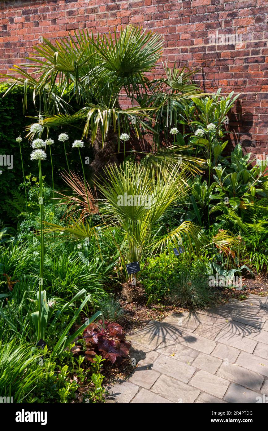 Petit jardin clos avec plantation exotique dans les parcs communautaires de RHS Bridgewater, Worsley Greater Manchester, Angleterre. Banque D'Images