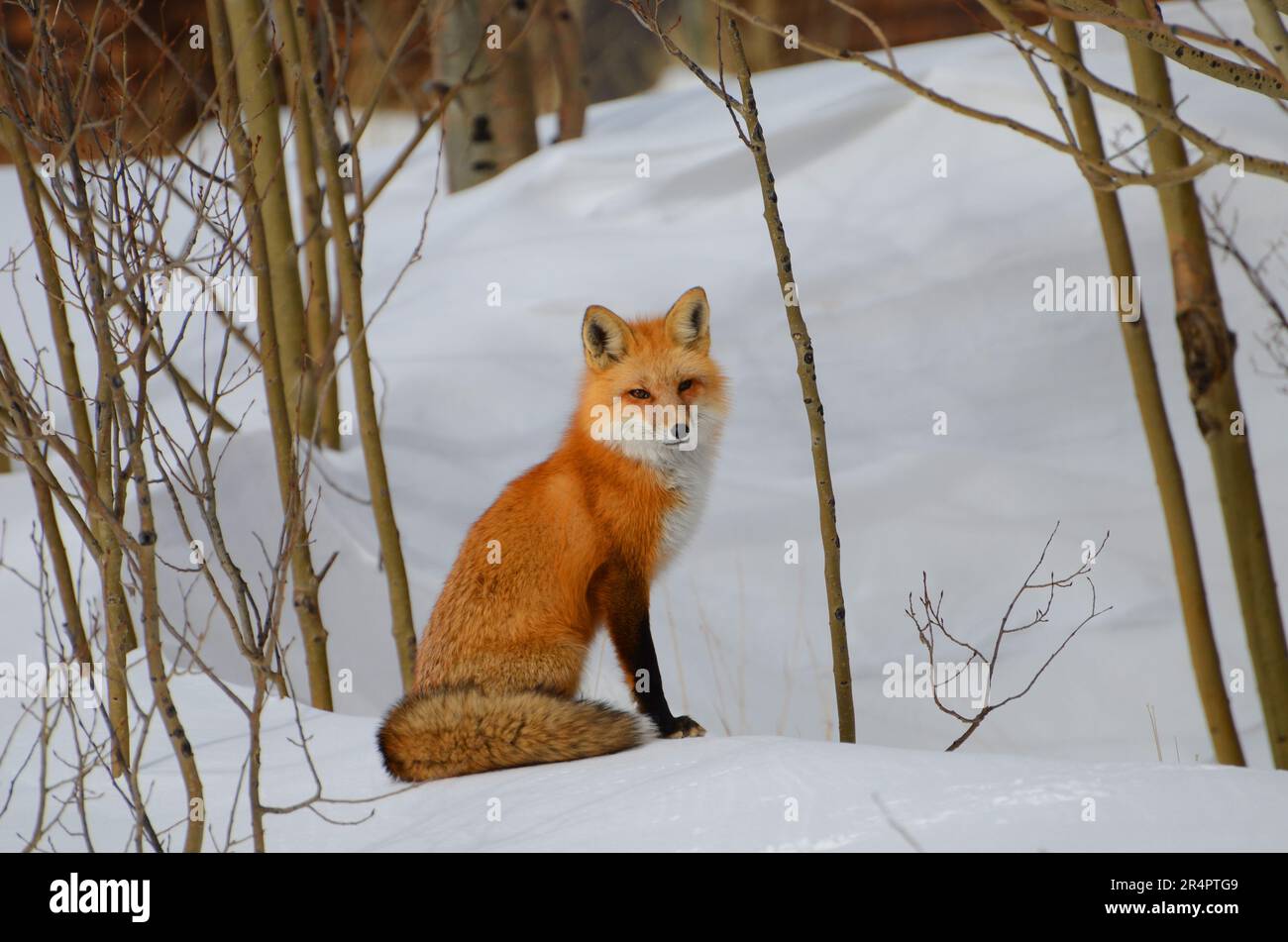Fox en hiver à Eldora Colorado Banque D'Images