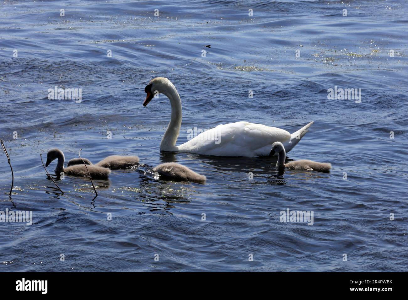 Cygnes muets, cygnes olor et cygnes, réserve naturelle des zones humides de la baie de Cardiff. Mai 2023. Été. cym Banque D'Images