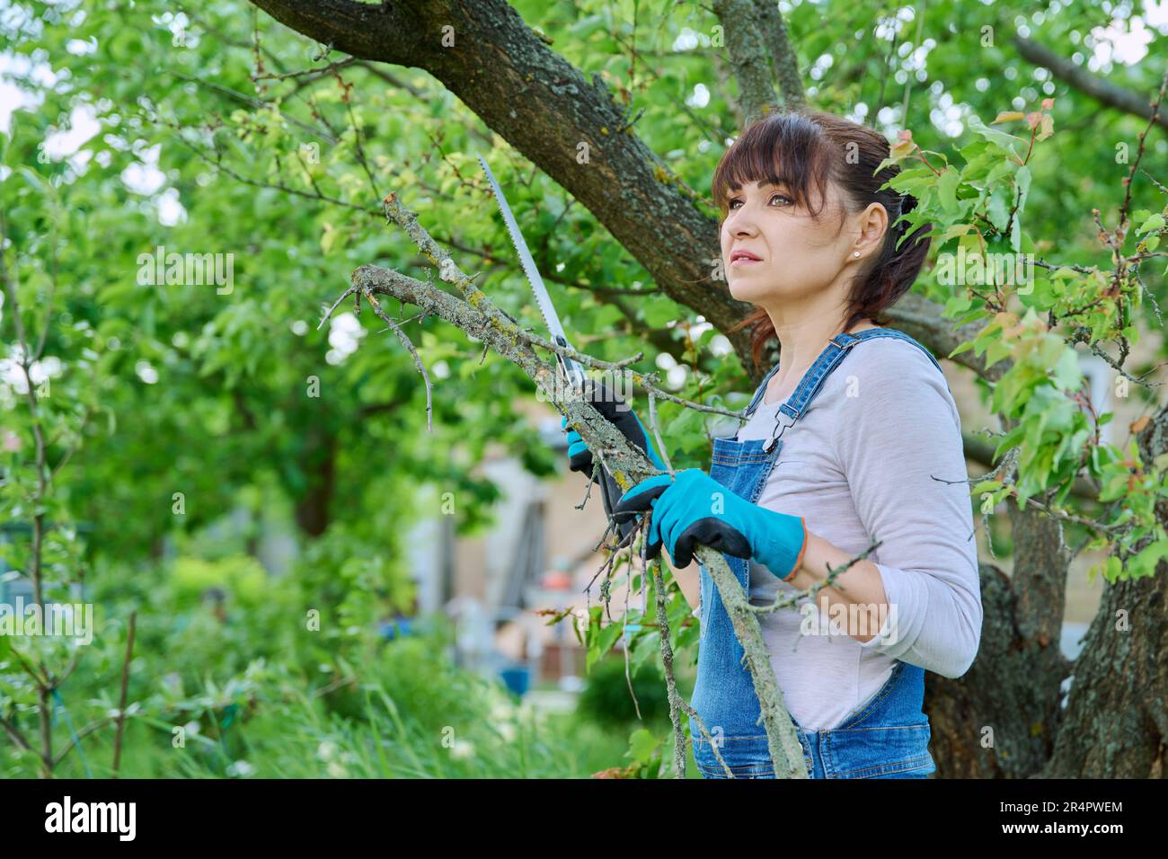Femme sciant des branches sèches sur un arbre dans le jardin Banque D'Images