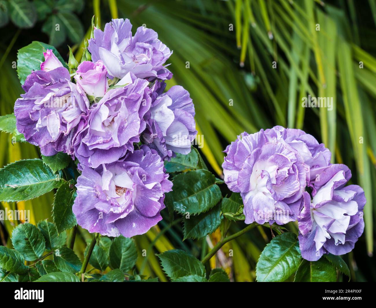 Fleurs semi double purple mauve du hardy floribunda rose, Rosa 'Bleu pour vous' (Pejamblu) Banque D'Images