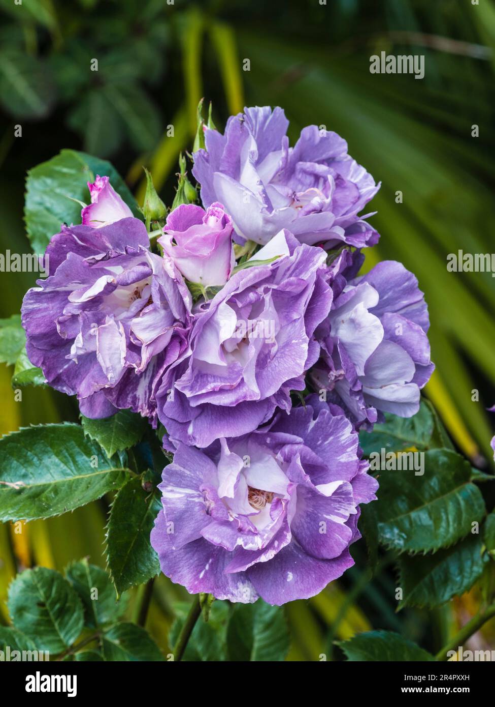 Fleurs semi double purple mauve du hardy floribunda rose, Rosa 'Bleu pour vous' (Pejamblu) Banque D'Images