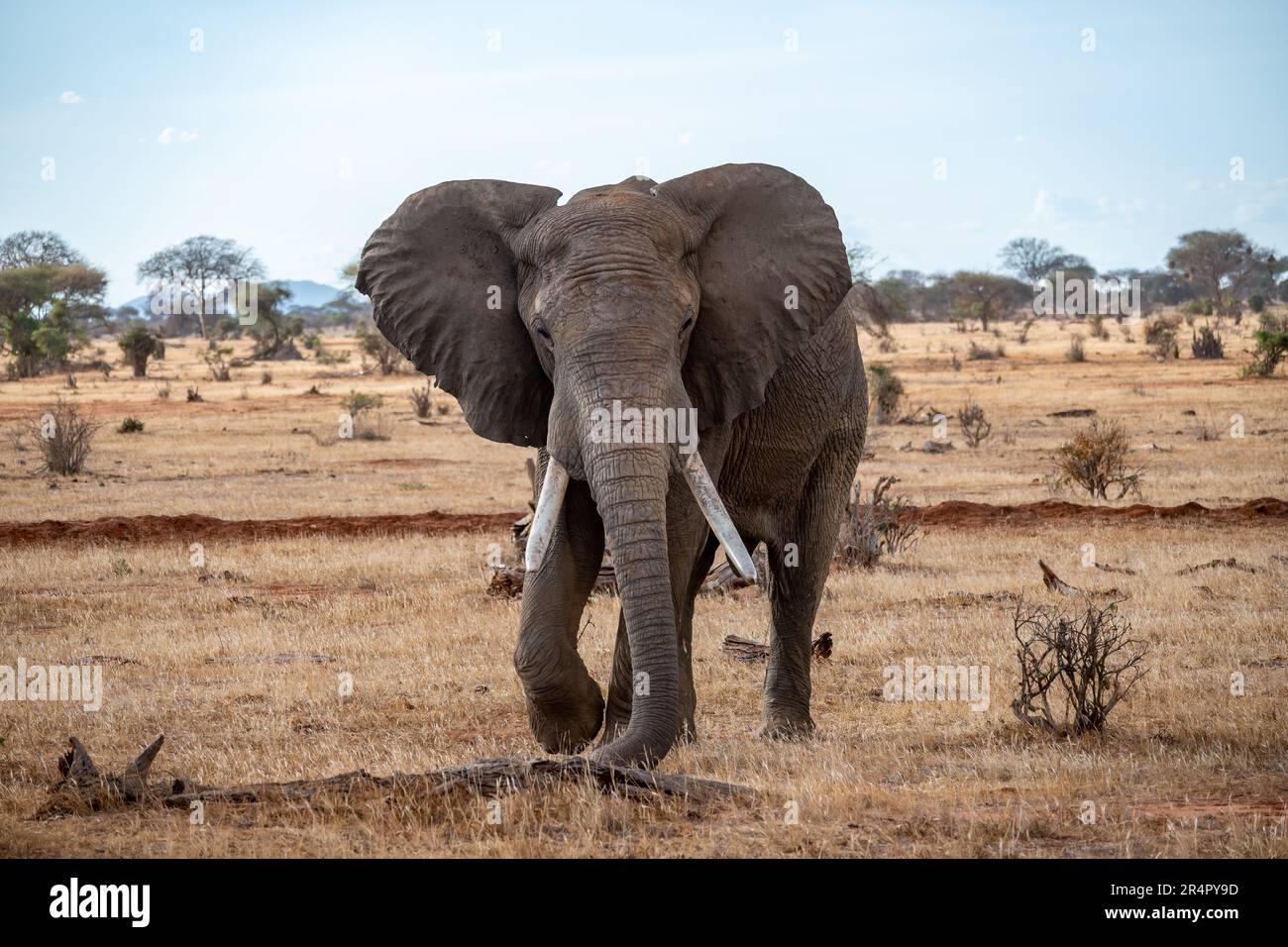 Un éléphant d'Afrique mâle (Loxodonta africana) dans la nature. Kenya, Afrique. Banque D'Images