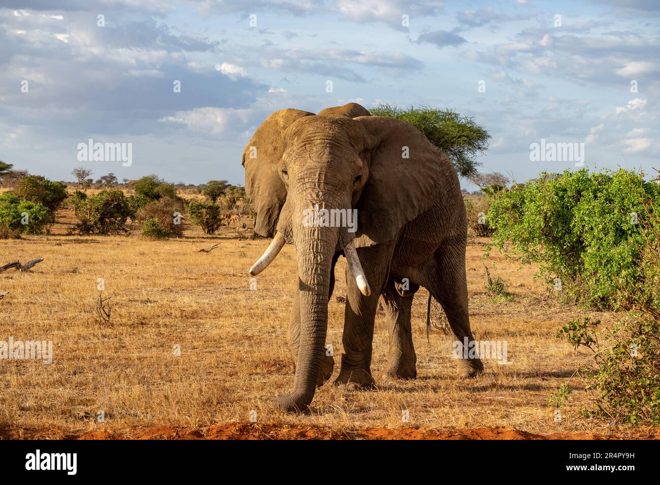 Un éléphant d'Afrique mâle (Loxodonta africana) dans la nature. Kenya, Afrique. Banque D'Images