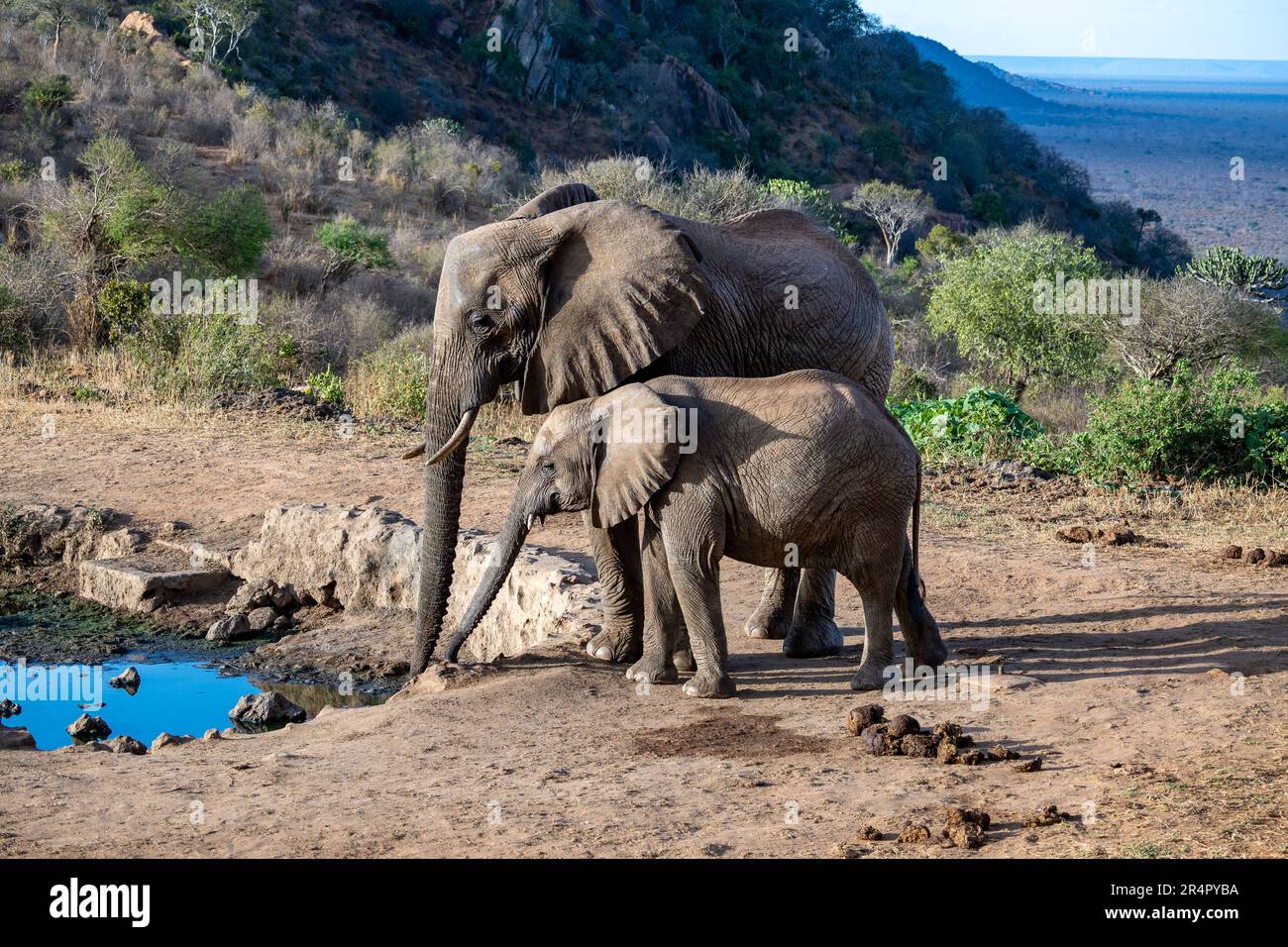 Une mère et des éléphants d'Afrique de veau (Loxodonta africana) buvant dans un trou d'eau. Kenya, Afrique. Banque D'Images