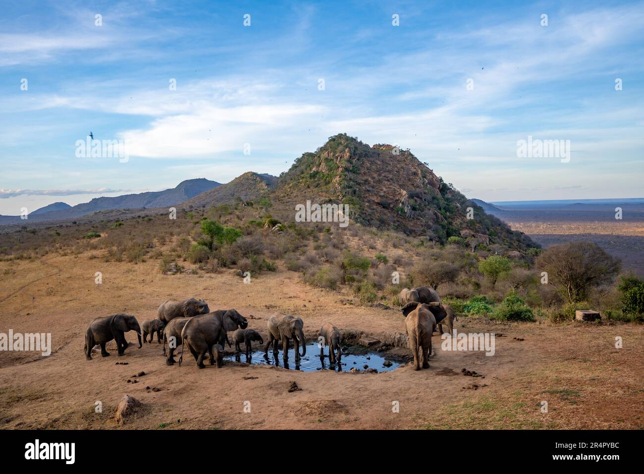 Un groupe familial d'éléphants d'Afrique (Loxodonta africana) qui boivent dans un trou d'eau. Kenya, Afrique. Banque D'Images