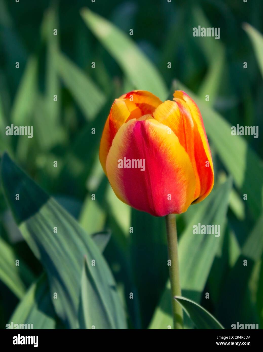 Une belle tulipe rouge avec un bord jaune sur les pétales. Une plante de jardin de printemps. Famille d'ampoules. Gros plan. Banque D'Images
