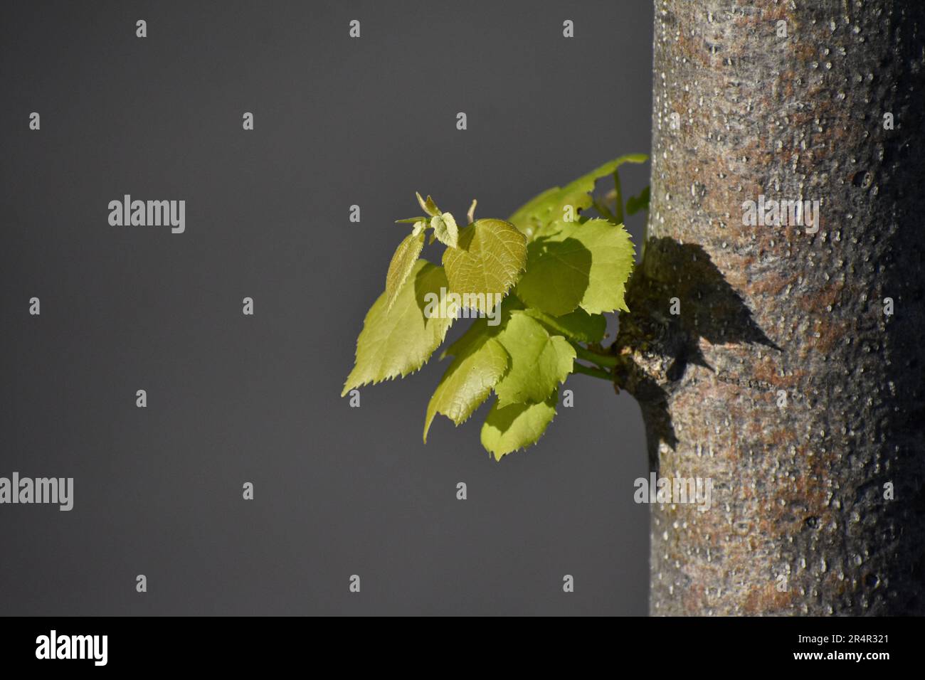 De nouvelles feuilles se profilent au soleil Banque D'Images