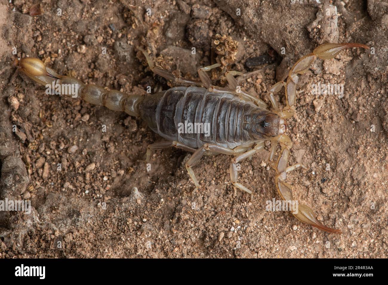 Scorpion commun de Californie - Paruroctonus silvestrii du comté de Contra Costa, Californie, États-Unis. Banque D'Images