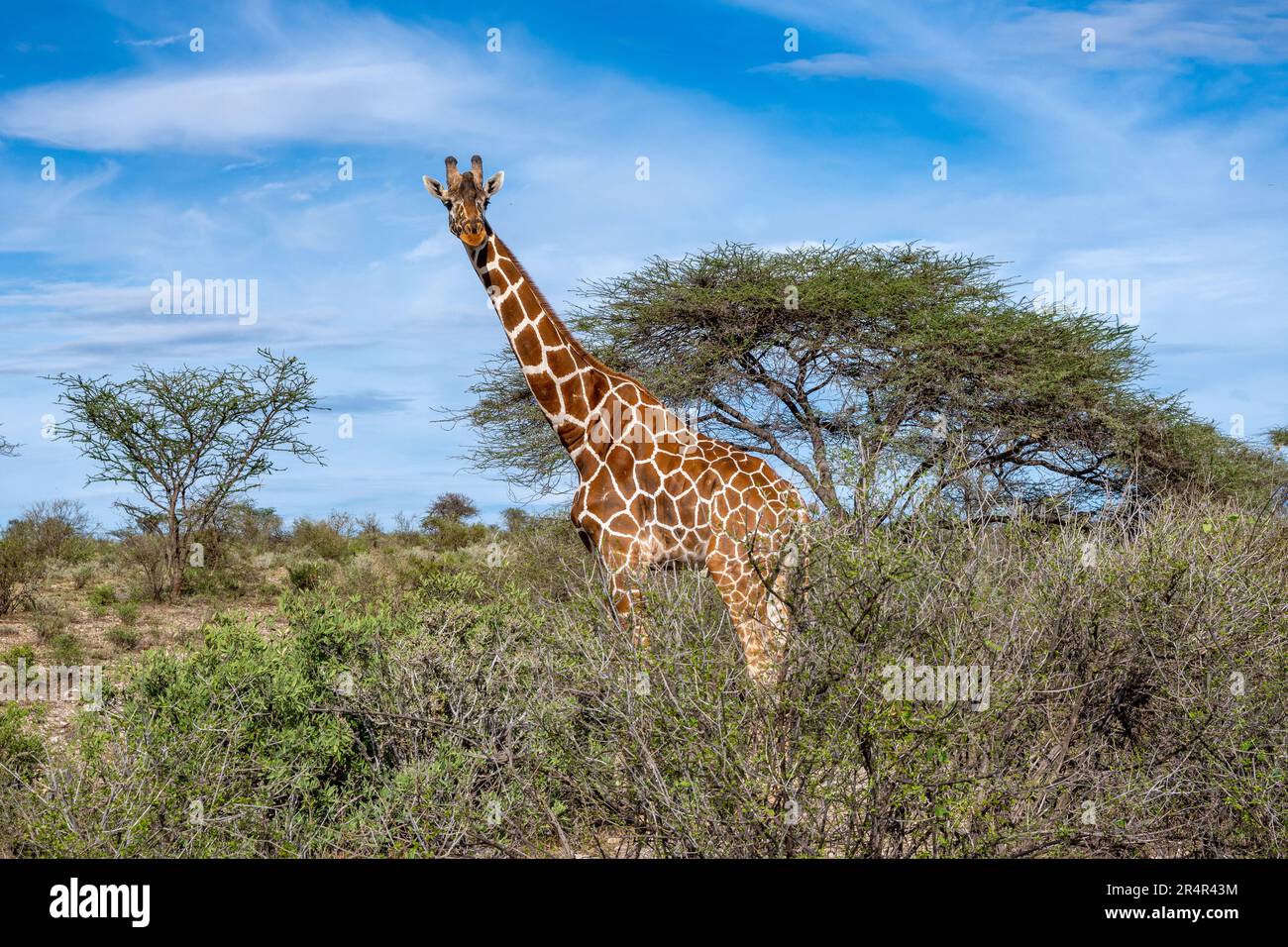Girafe réticulée (Giraffa reticulata) en voie de disparition qui broutage dans la savane ouverte. Kenya, Afrique. Banque D'Images