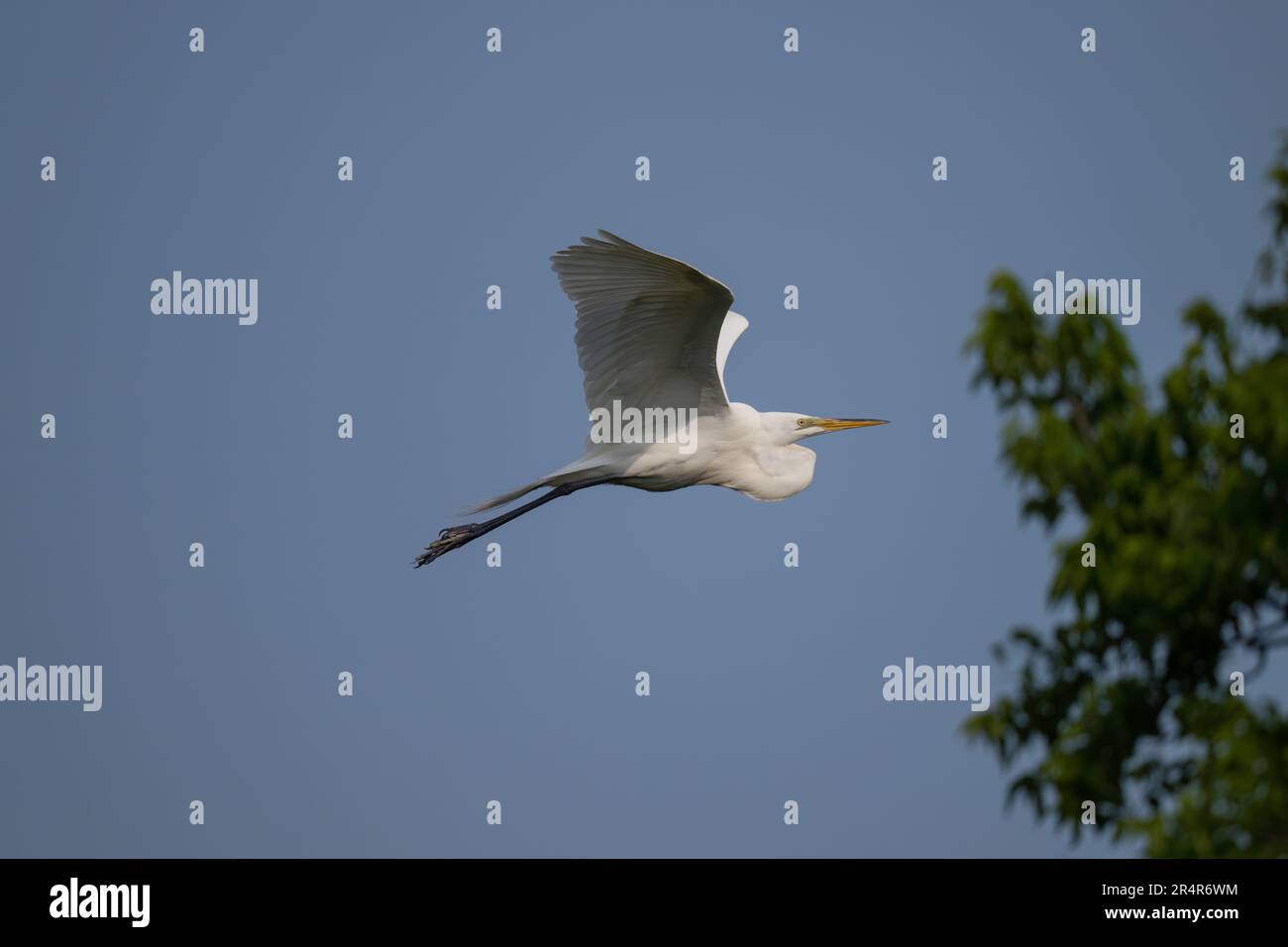 Great Egret, New Jersey Banque D'Images