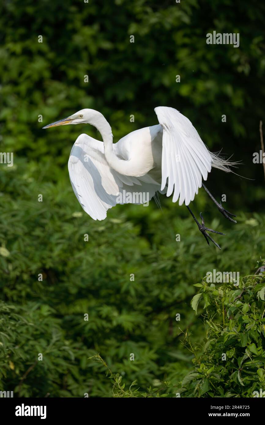 Great Egret, New Jersey Banque D'Images