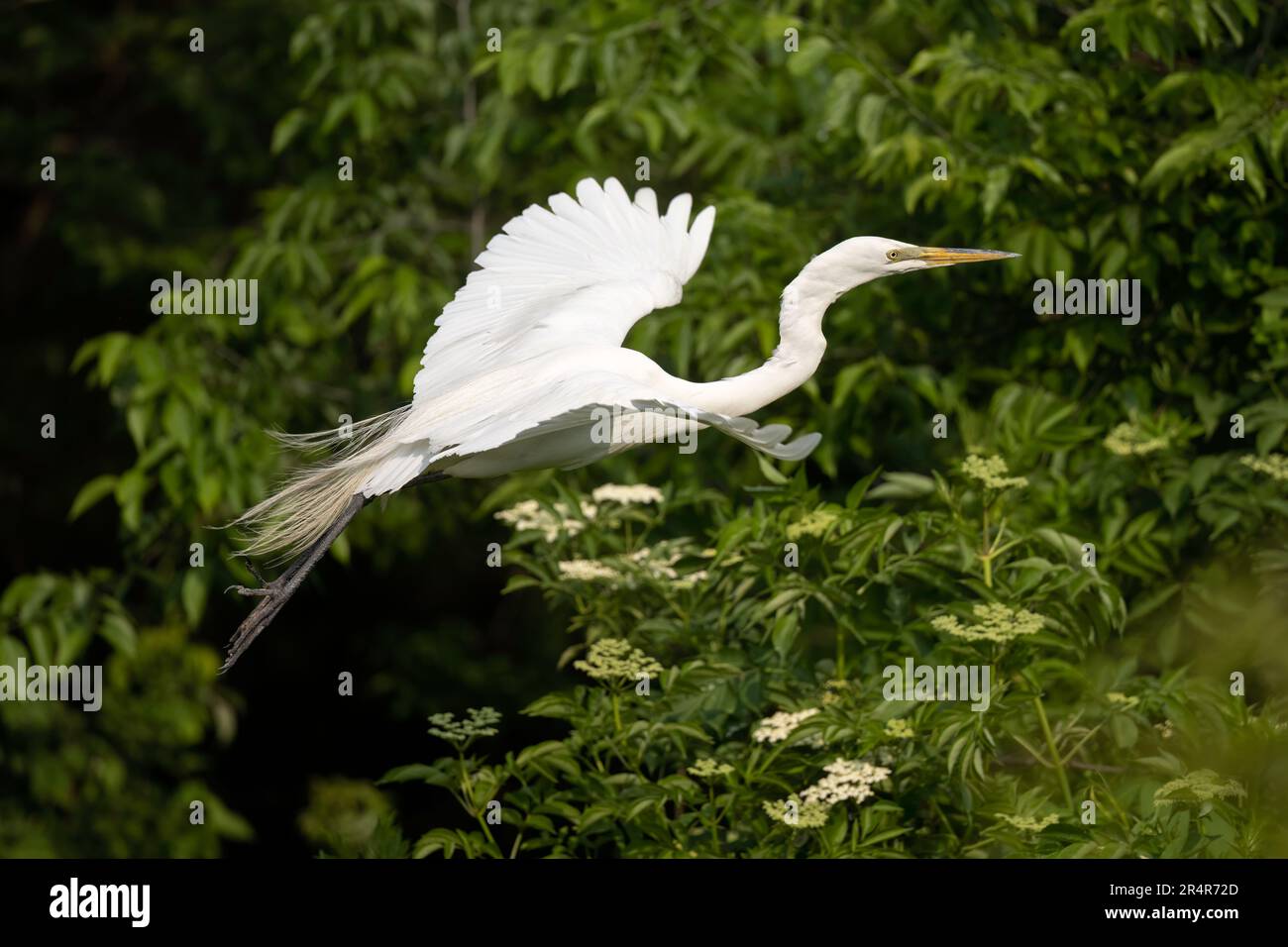 Great Egret, New Jersey Banque D'Images