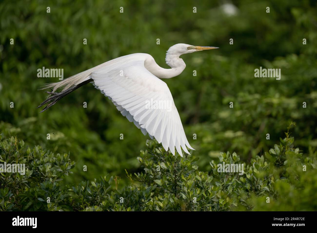 Great Egret, New Jersey Banque D'Images