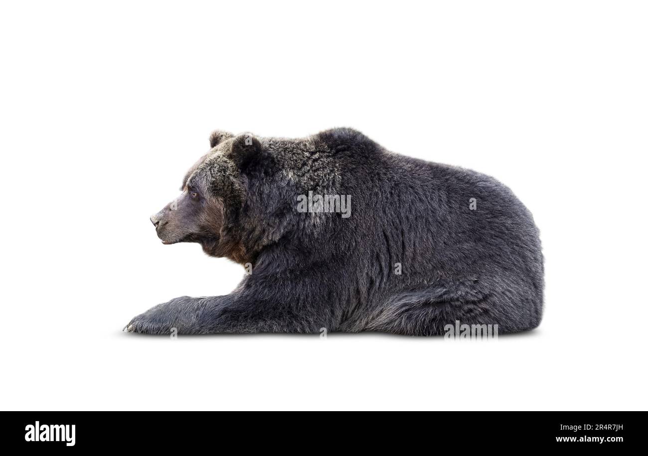 Ours en fourrure sur fond blanc. Animal sauvage Banque D'Images