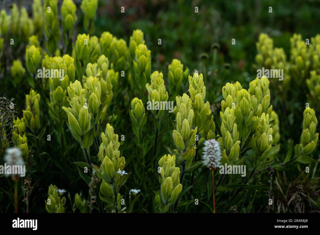 Pinceau les fleurs poussent dans la toundra du parc national Rocky Mountian Banque D'Images