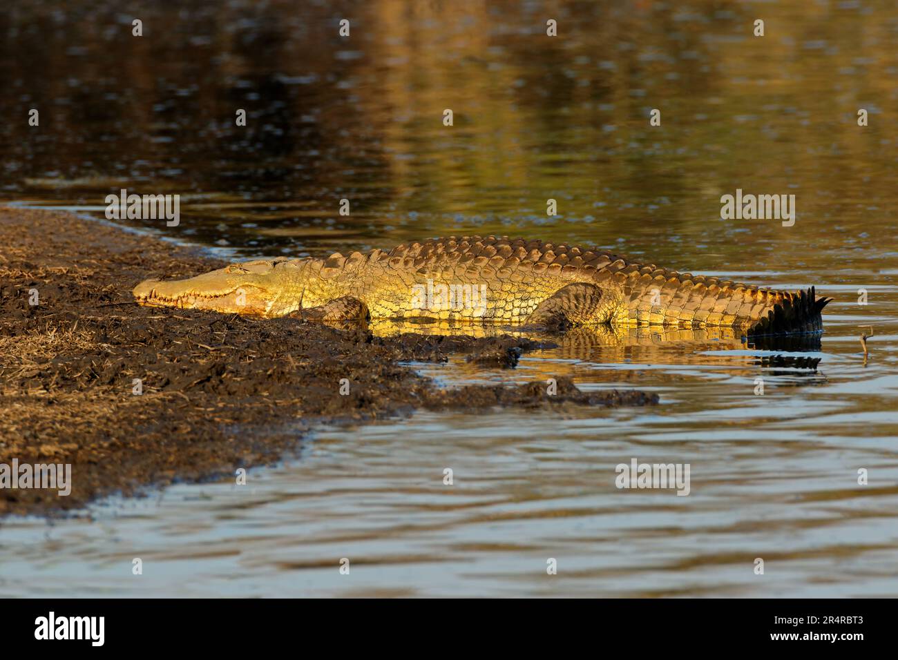 Un grand crocodile du Nil se bassiant dans un habitat naturel, parc national Kruger, Afrique du Sud Banque D'Images