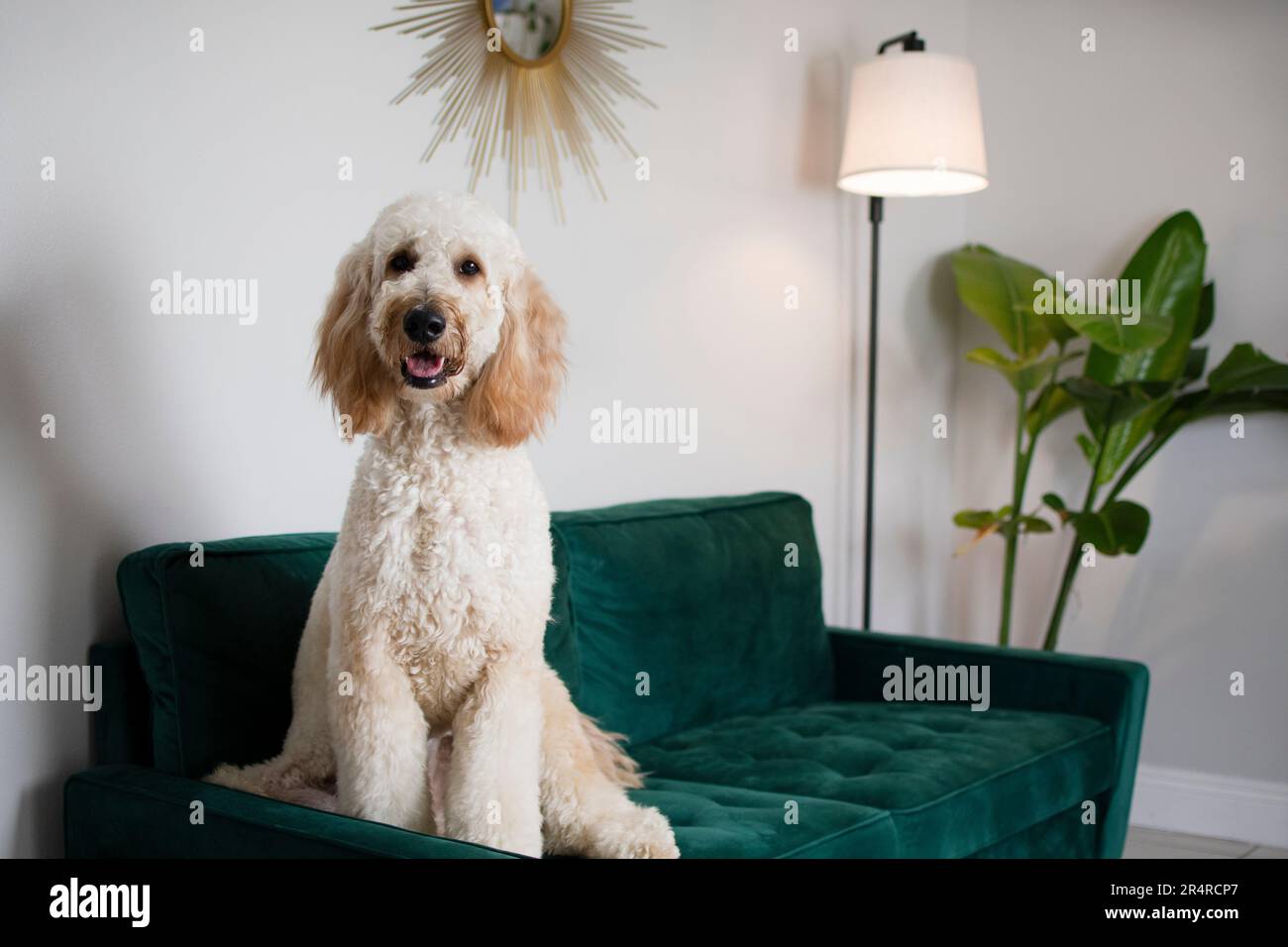Portrait d'un énorme chien blanc Goldendoodle assis sur un canapé en velours vert Banque D'Images