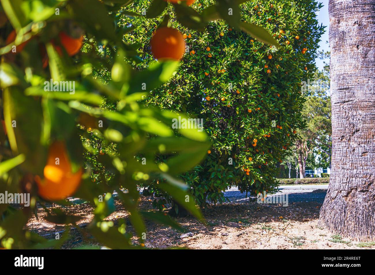 Orange Tree chargé de fruits, Nevada Street, Redlands, CA - Echoes of Historic Citrus Industry Banque D'Images