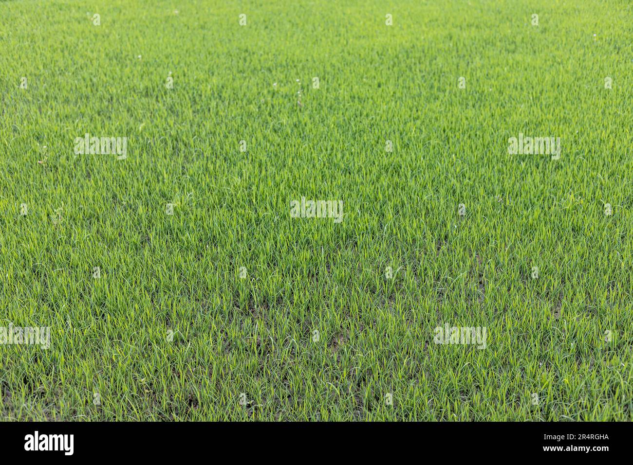 Toile de fond de la texture des plants de riz Banque D'Images