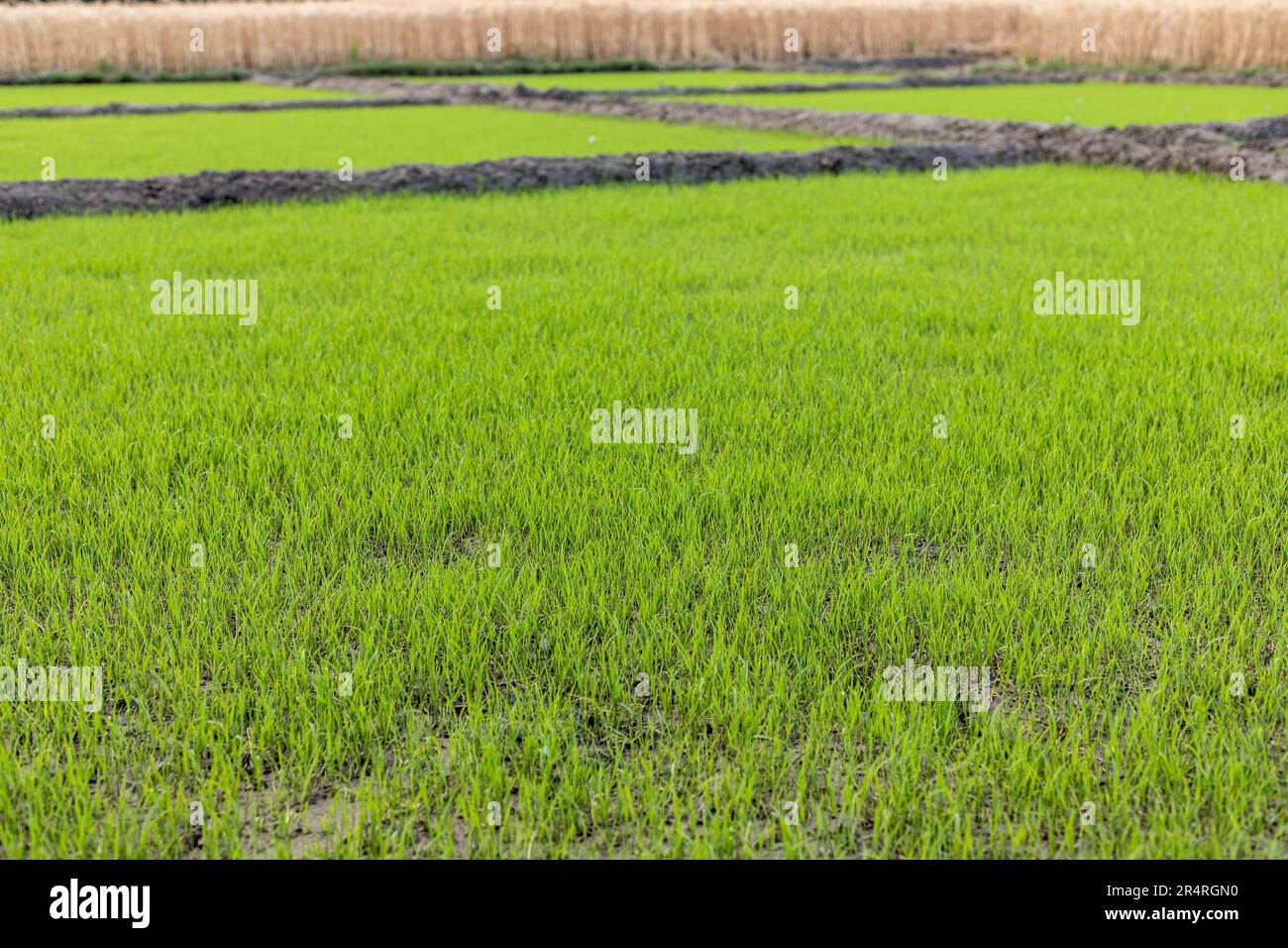 Des semis de riz sains dans le champ Banque D'Images