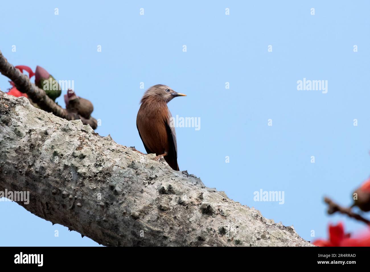 Starling à queue de châtaigne (Sturnia malabarica), également appelé étoiles à tête grise et myna à tête grise, observé à Gajoldaba, dans le Bengale occidental, en Inde Banque D'Images