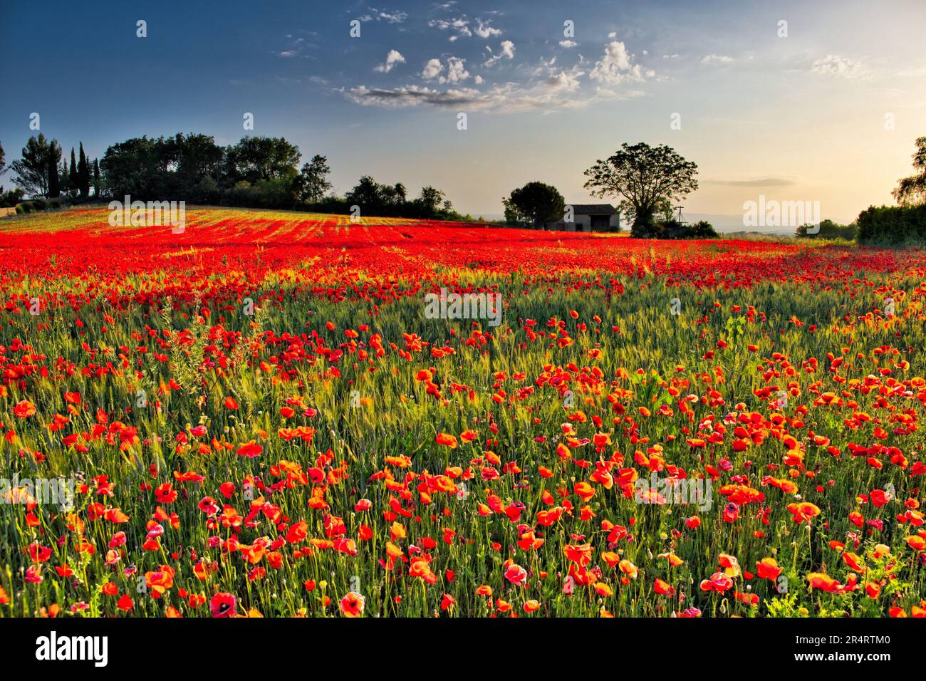 Tôt le matin, le soleil illumine le tapis de fleurs de pavot parmi le blé vert. Petite grange et bien. Bois. Ciel bleu avec nuage clair Banque D'Images