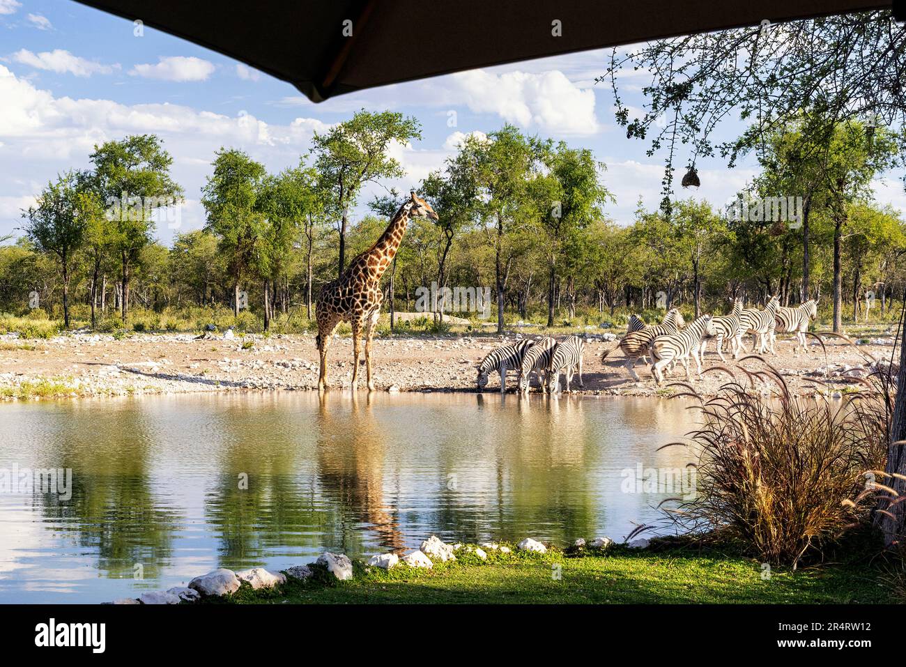 Girafe et zèbre au trou d'eau du camp forestier d'Onguma, réserve de gibier d'Onguma, Namibie, Afrique Banque D'Images