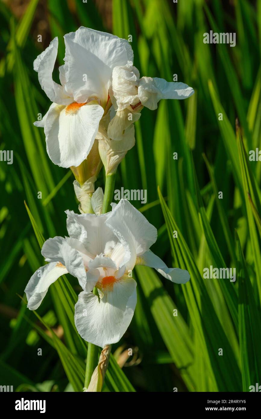 Iris germanica givre et flammes, iris barbu grand givre et flamme, rhizomatous, à volant, fleurs blanches avec barbes orange Banque D'Images