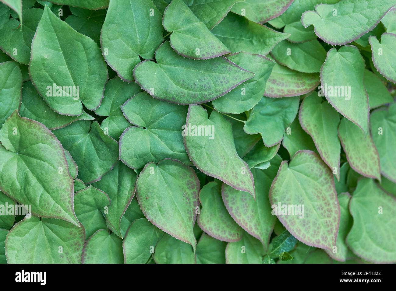 Arrière-plan de plantes naturelles d'été. Feuilles de goryanka, épimedium, plante vivace herbacée. Vue de dessus. Banque D'Images