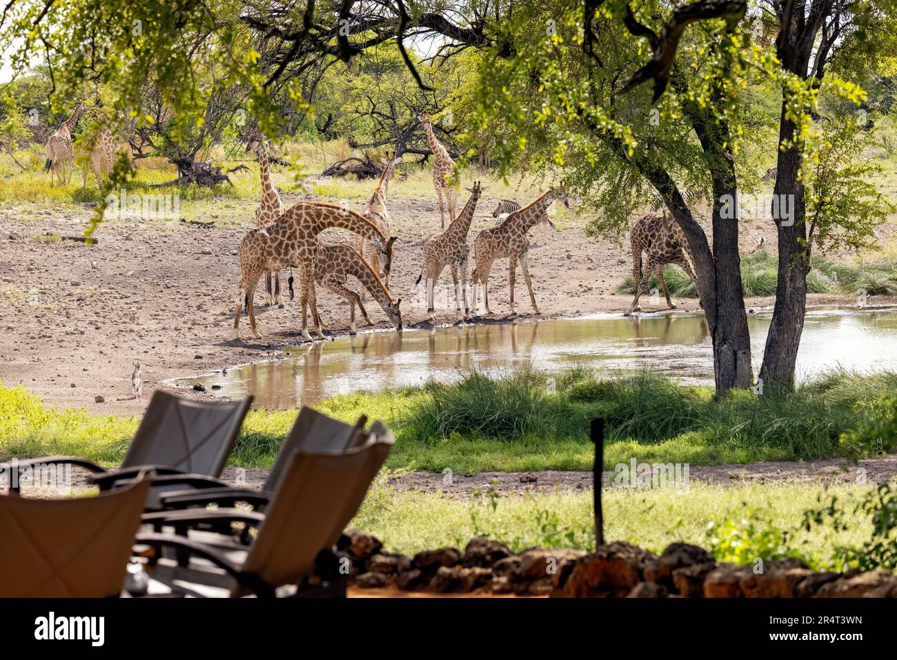 Groupe de girafes buvant au trou d'eau du camp Onguma Tented, réserve de gibier d'Onguma, Namibie, Afrique Banque D'Images