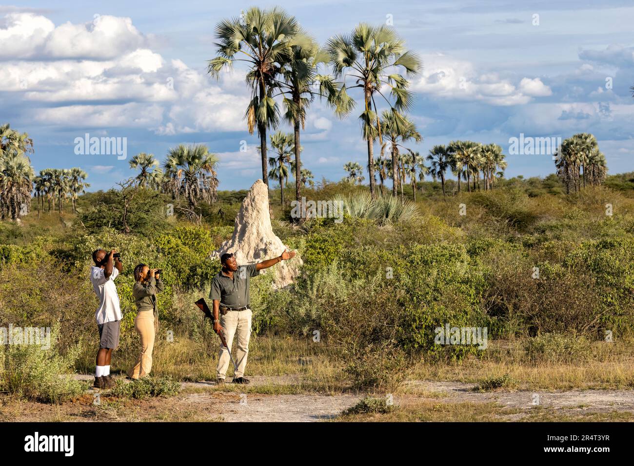 Observation des oiseaux sur la promenade Bush interprétative à Onguma Game Reserve, Namibie, Afrique Banque D'Images