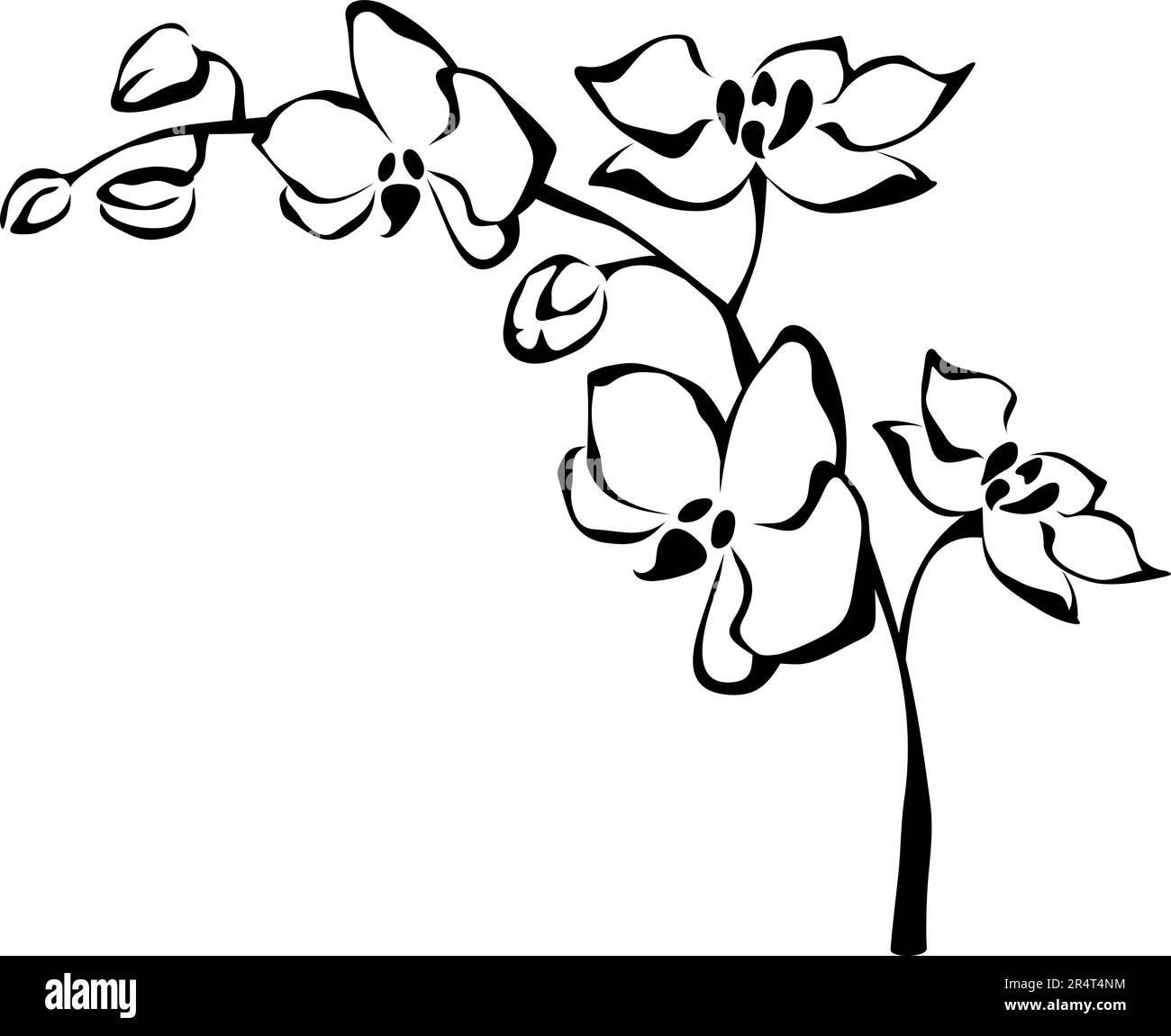 Branche de fleurs d'orchidée. Illustration de fleurs d'orchidées isolées sur fond blanc et noir. Illustration vectorielle Illustration de Vecteur
