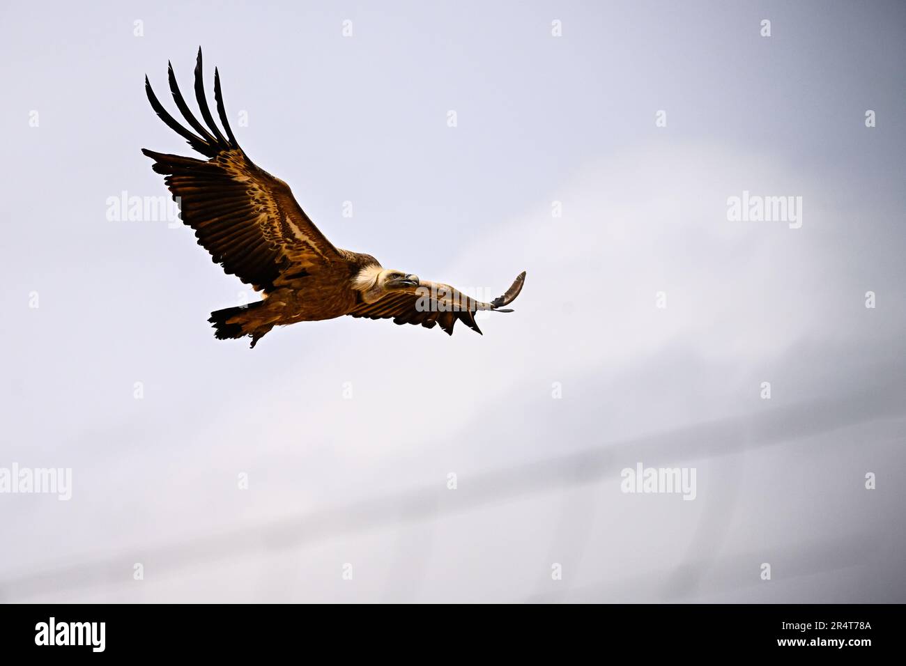 Griffon Vulture ou Gyps fulvus en vol Banque D'Images