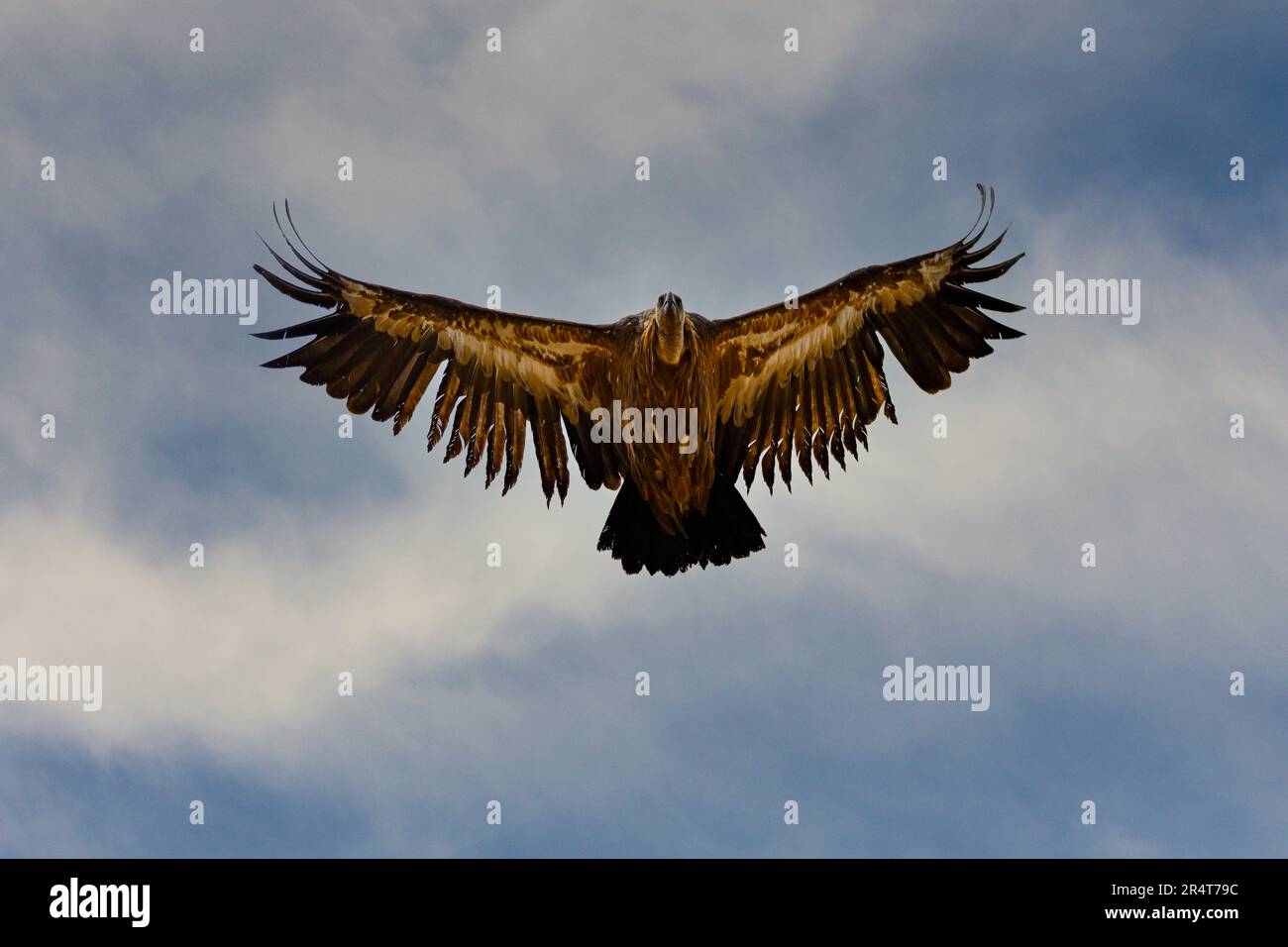 Griffon Vulture ou Gyps fulvus en vol Banque D'Images