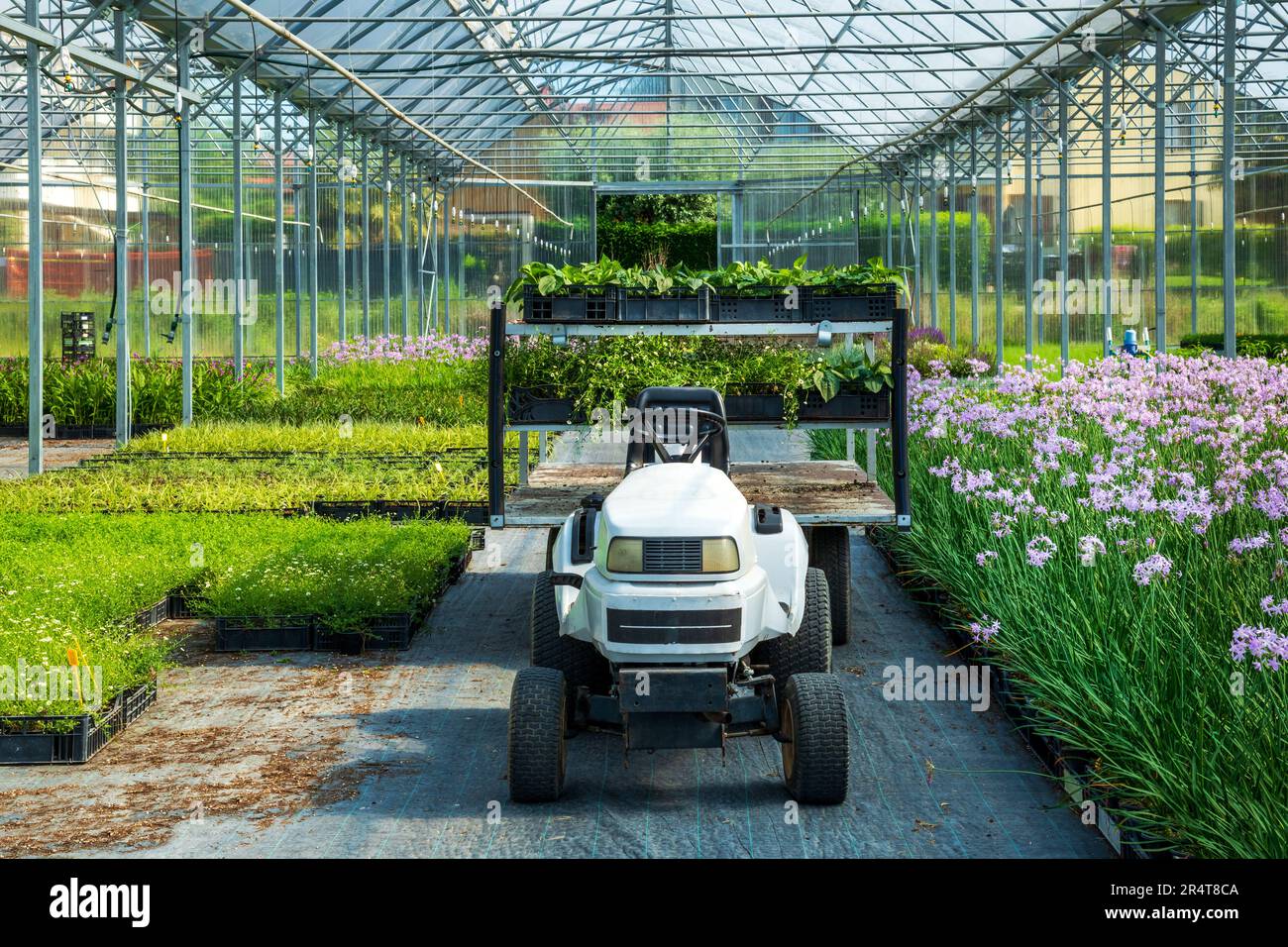 Voiture moderne avec voiturette de transport avec plantes en pots garées sur le chemin entre les fleurs cultivées et l'herbe en serre dans la campagne Banque D'Images