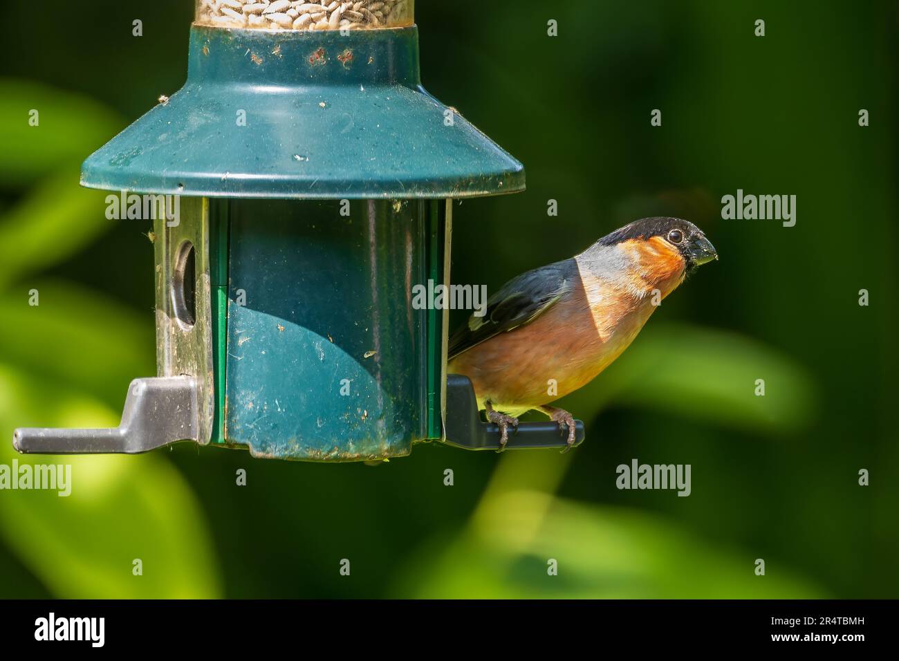 Bullfinch femelle sur l'engraisseur d'oiseaux Banque D'Images