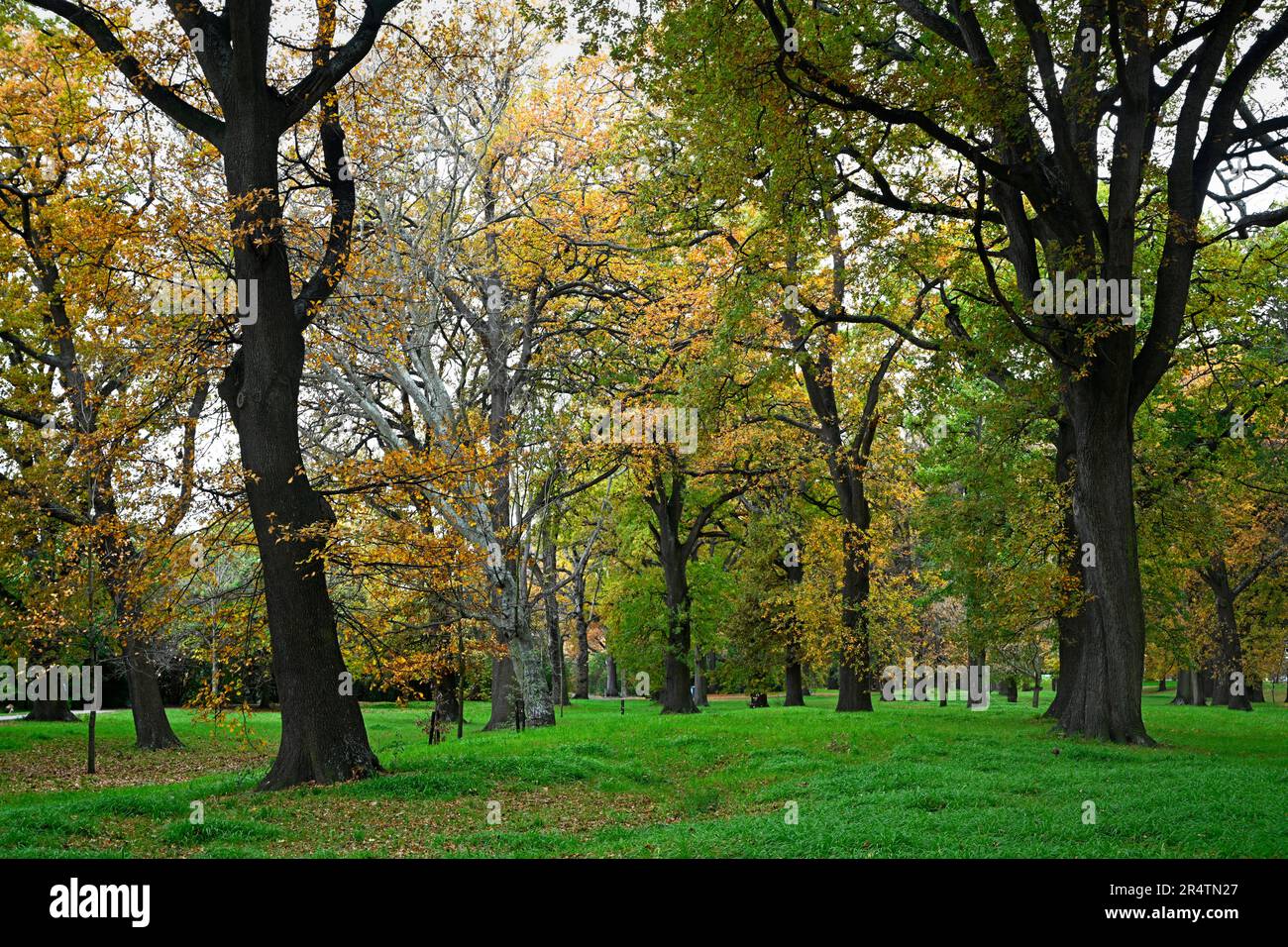 The Last of the Autumnal Colors in Little Hagley Park, Christchurch, Nouvelle-Zélande Banque D'Images