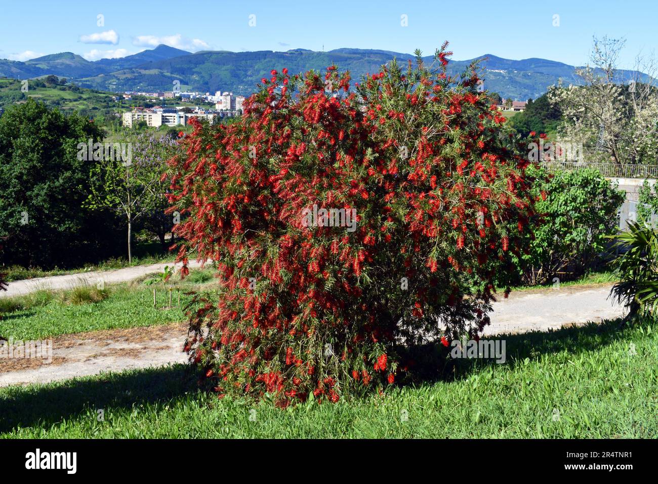 Callistemon viminalis Capitaine Cook cultivé dans un parc. Banque D'Images