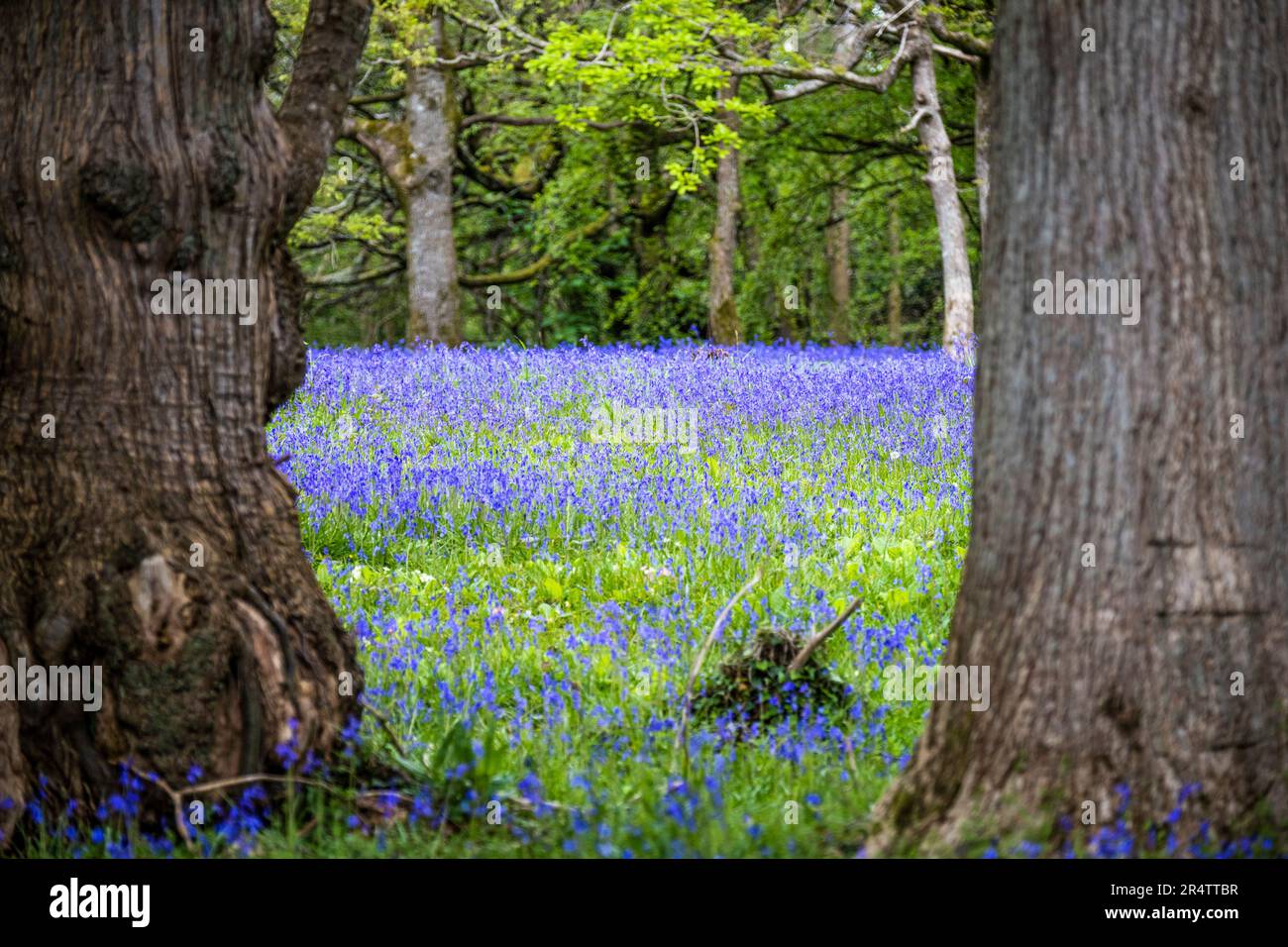 Un champ de Bluebells anglais commun jacinthoides non-script dans le calme; historique parc Lye zone dans Enys Gardens à Penryn en Cornouailles au Royaume-Uni. Banque D'Images