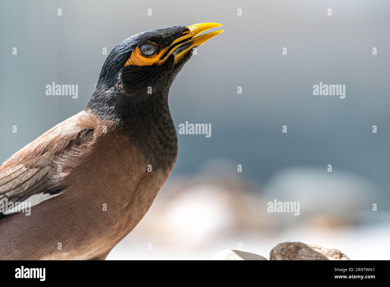 Portrait isolé en gros plan d'un seul oiseau de myna commun/ indien mature dans un environnement domestique- Rehovot Israël Banque D'Images