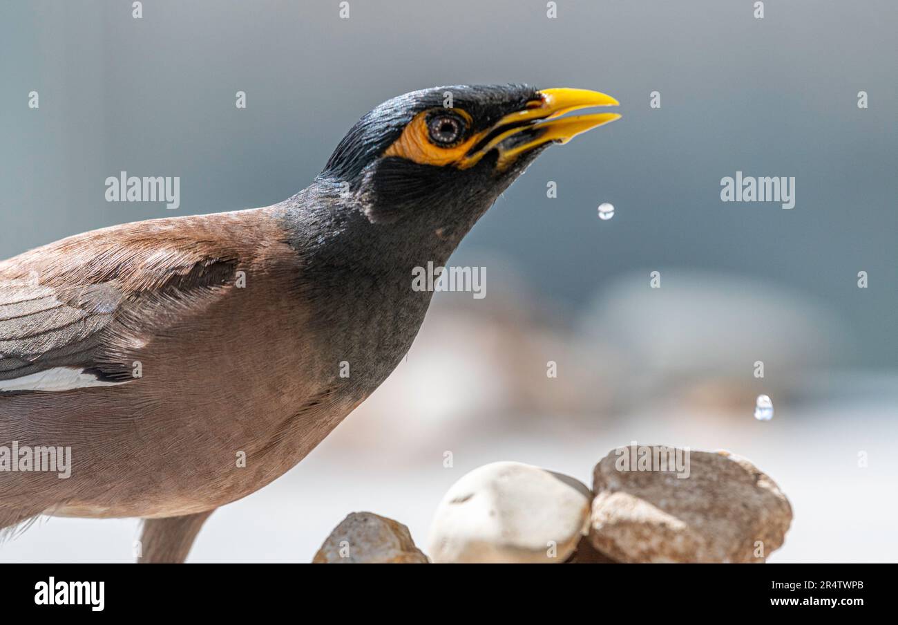 Portrait isolé en gros plan d'un seul oiseau de myna commun/ indien mature dans un environnement domestique- Rehovot Israël Banque D'Images