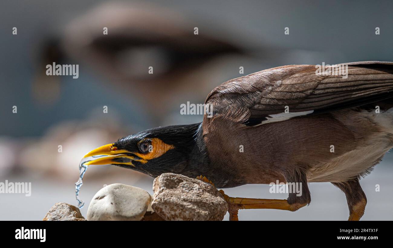 Portrait isolé en gros plan d'un seul oiseau de myna commun/ indien mature dans un environnement domestique- Rehovot Israël Banque D'Images