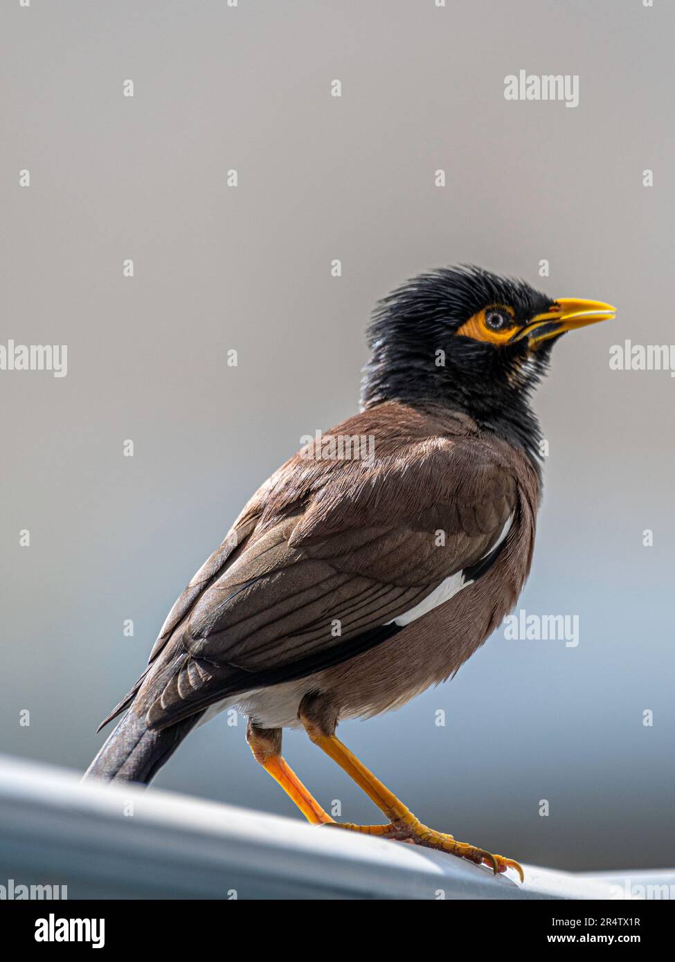 Portrait isolé en gros plan d'un seul oiseau de myna commun/ indien mature dans un environnement domestique- Rehovot Israël Banque D'Images