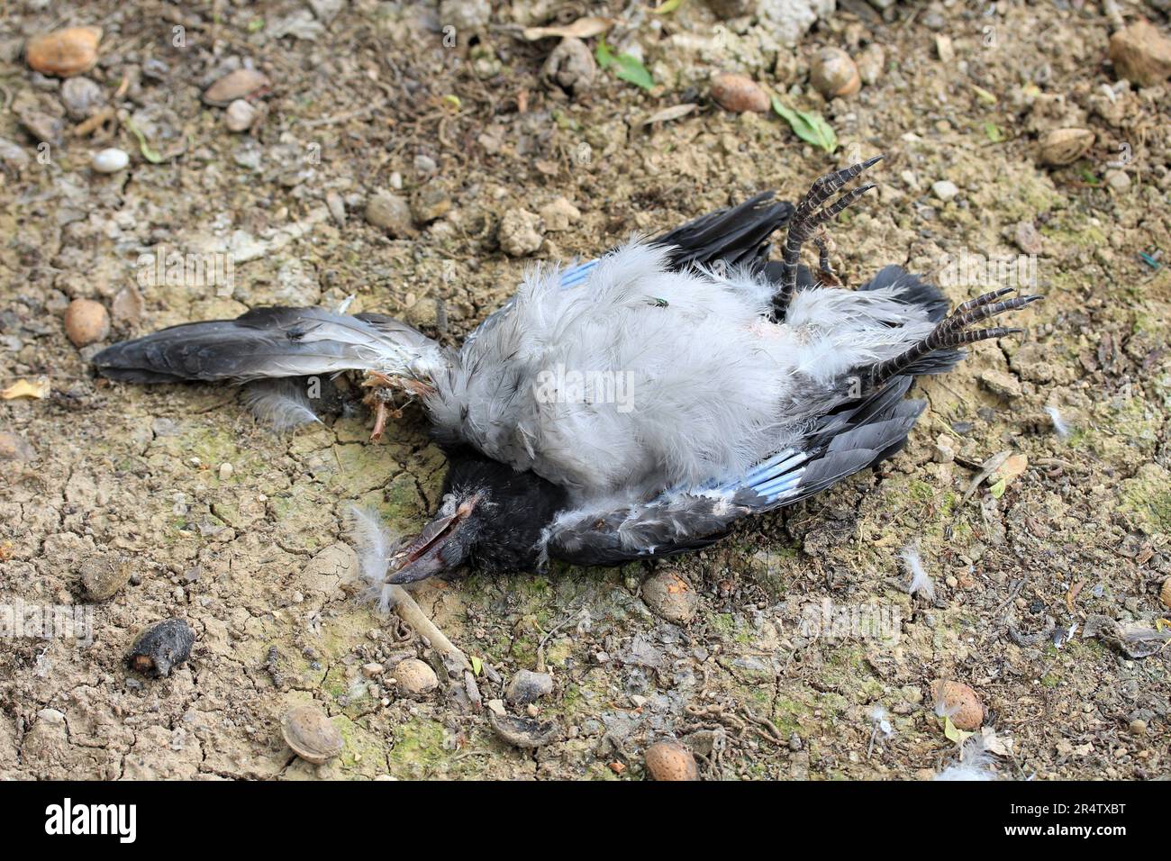 Photo du corbeau mort. Corbeau noir mort trouvé sur le sol. Banque D'Images