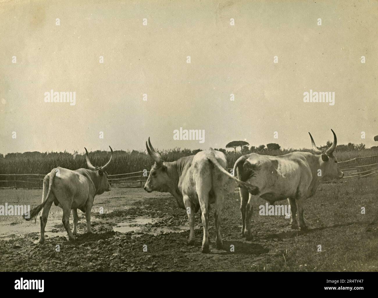 Vaches en pâturage dans la Paludi Pontine, Italie 1920s Banque D'Images